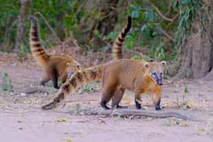 Go on a wildlife walking safari in the Mato Grosso
