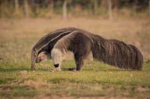 See wildlife on a walking safari in Para