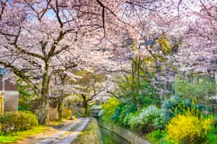Take a walk through the Philosopher's Path