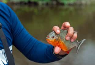 Try recreational fishing in the Amazonas