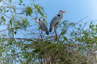Go birdwatching in Gal Oya National Park