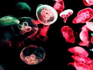Immerse yourself into the magical marine world  of S.E.A Aquarium