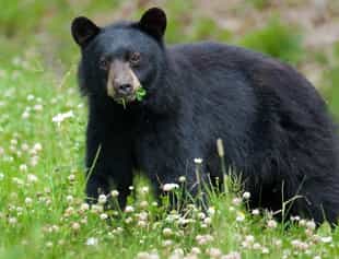 Spot unique wildlife in the Annapurna region 