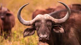Track wildlife in Manyoni Private Game Reserve