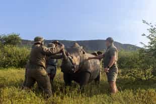 Be a part of conservation efforts in the Waterberg