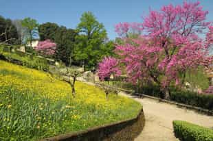 Walk through Bardini Garden in Florence