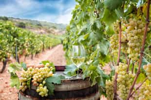 Enjoy a curated wine tasting in Sardinia