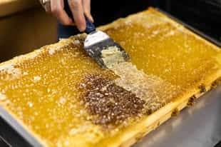 Learn the art of honey production in Sardinia