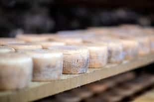 Learn the art of cheese making in the Dolomites
