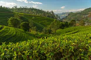 See Sri Lanka's tea plantations and hill country