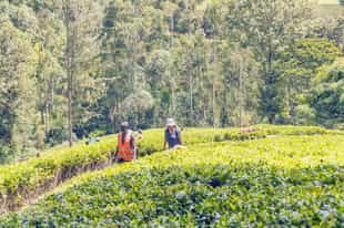 Visit Gatura Greens for a tea farm tour in Nairobi