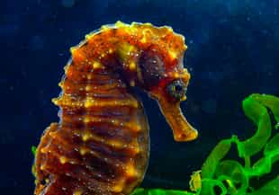 Go on a seahorse safari from Benguerra Island