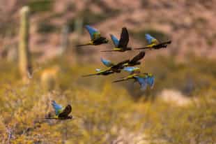 Spot Salta's diverse birdlife