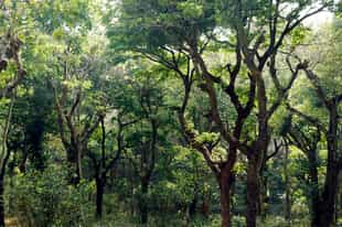 Take in Kerala's forests on an evening nature walk
