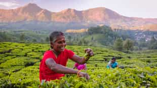 Learn about tea production in Kerala