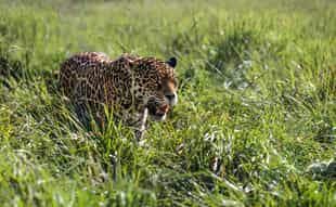 Learn about wildlife with Rewilding Argentina