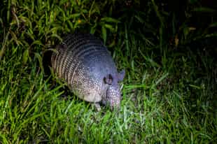 Spot wildlife on a night safari in Ibera
