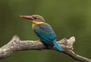 Go birdwatching in the Cardamom Mountains
