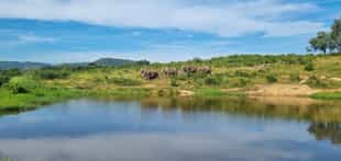 Encounter gentle giants at Elephant Whispers