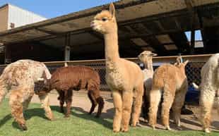 Visit Quintessence Alpaca Farm
