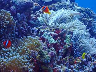 See the underwater world of Kerama & Kume Islands
