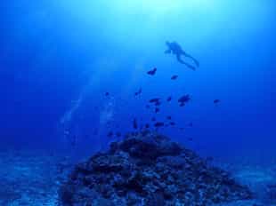 Go scuba diving in Kerama & Kume Islands
