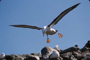 Watch albatross come in to land on Saunders