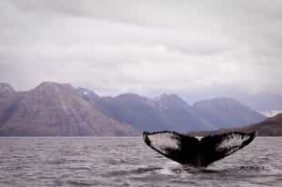 Watch whales in Chile's Francisco Coloane park