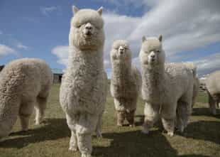 Hand-feed alpacas on a private Fife farm