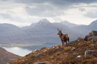 Spot red deer on a Highland safari
