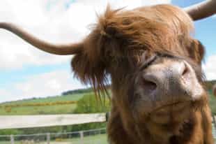 Groom Scotland's shaggy Highland cows