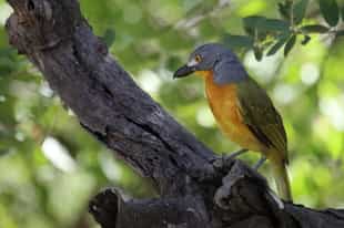 Birdwatch on land and water in Victoria Falls