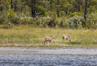 Track rare huemule deer on foot near Tortel