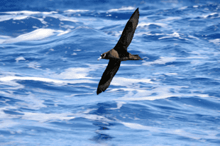 Visit the birds of Tristan da Cunha 