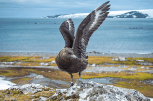 See Antarctic and sub-Antarctic seabirds while onboard