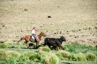 Track wild cattle in Puerto Natales