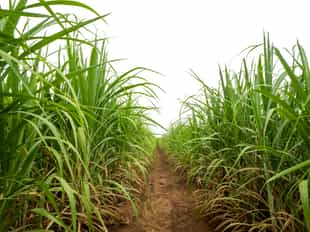 Visit a sugar cane farm in Guanacaste