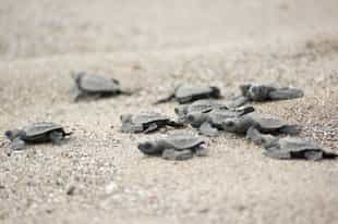 Watch turtles hatch on Ostional Beach, Guanacaste