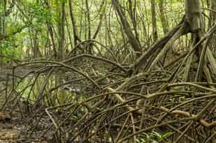 Duck through Nosara's mangroves in Guancaste