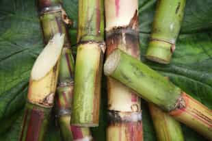 Visit a sugar cane mill in Rincón de la Vieja