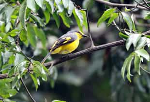 Go on a birdwatching safari in Munnar
