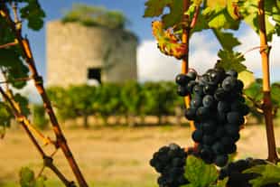Tour the grand châteaux of the Médoc