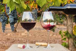 Taste Burgundian cheese, snails and wine