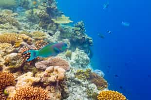Explore the 'aquarium' off Vilanculos's reef