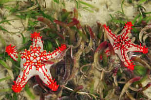 Encounte marine life in Vilanculos's seagrass