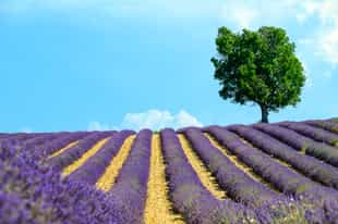 See the lavender fields of Provence