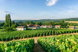 Explore Champagne on a private guided tour