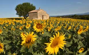 Follow in the footsteps of Vincent van Gogh