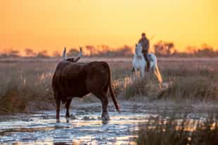 Discover the wild beauty of the Camargue