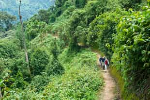 Follow a guide through Bugoma Forest, Bwindi